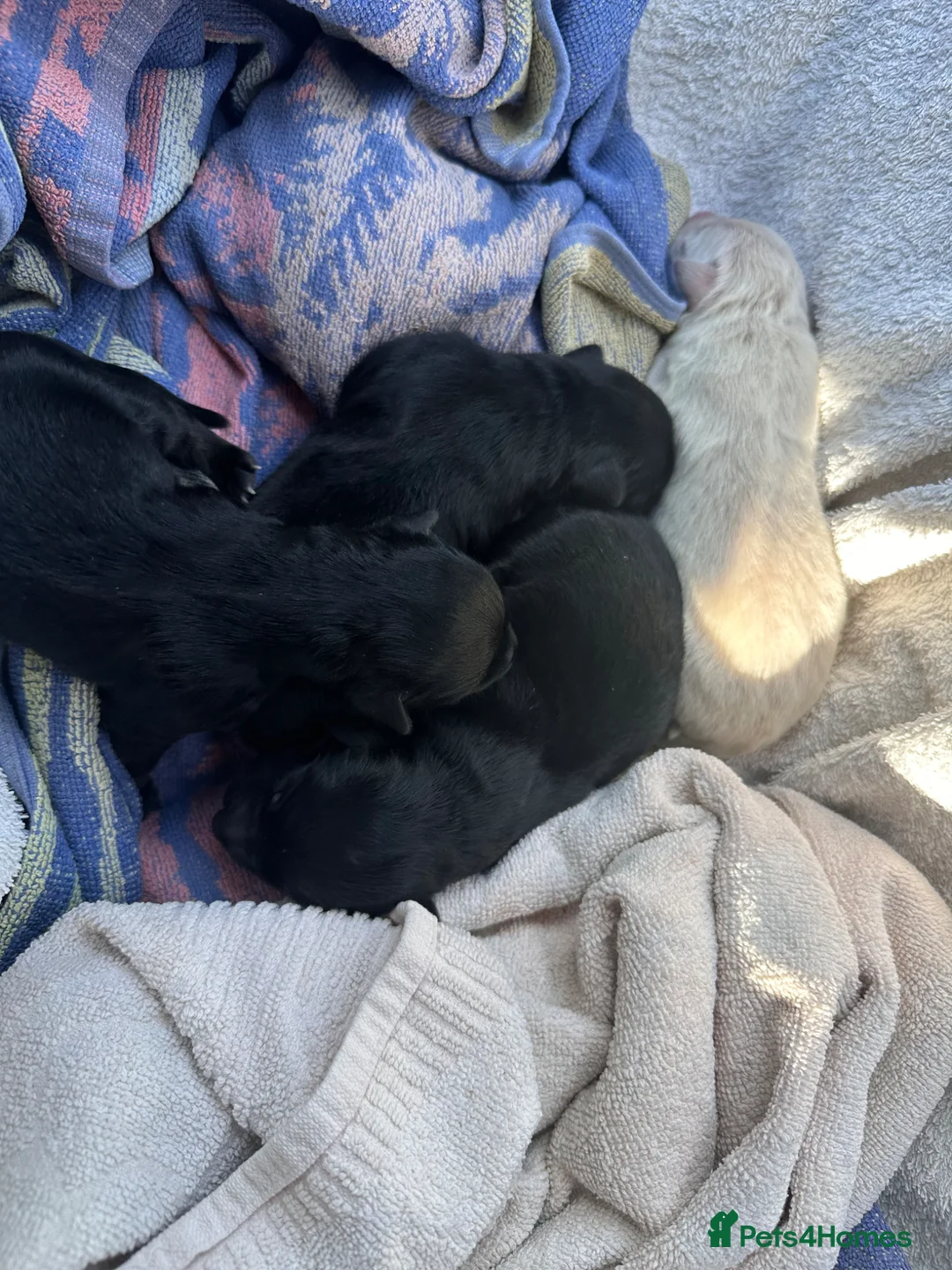 Golden Shepherd dogs for sale: Gorgeous Golden Shepherd Puppies.  in Harleston - Advert 1