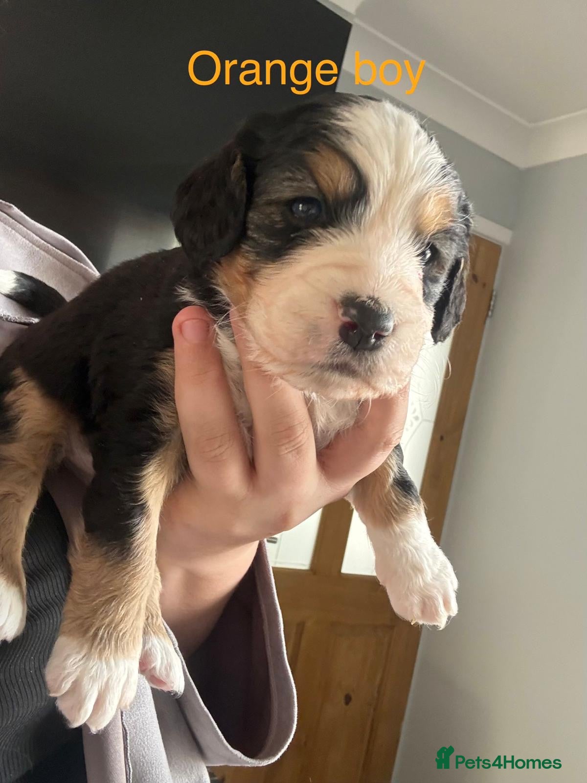 Mixed Breed dogs Collie x poos  - Advert 2