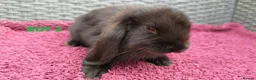 Mini Lop rabbits for sale: Cute French x Mini Lop Ready to Go!!! - Advert 32