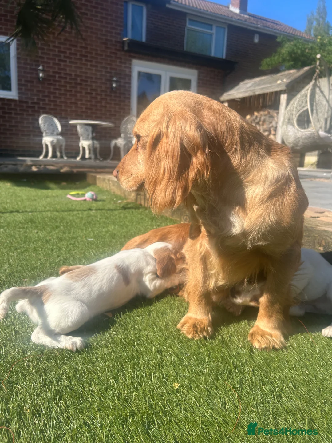 Cocker Spaniel dogs for sale: Cocker spaniels  - Advert 2