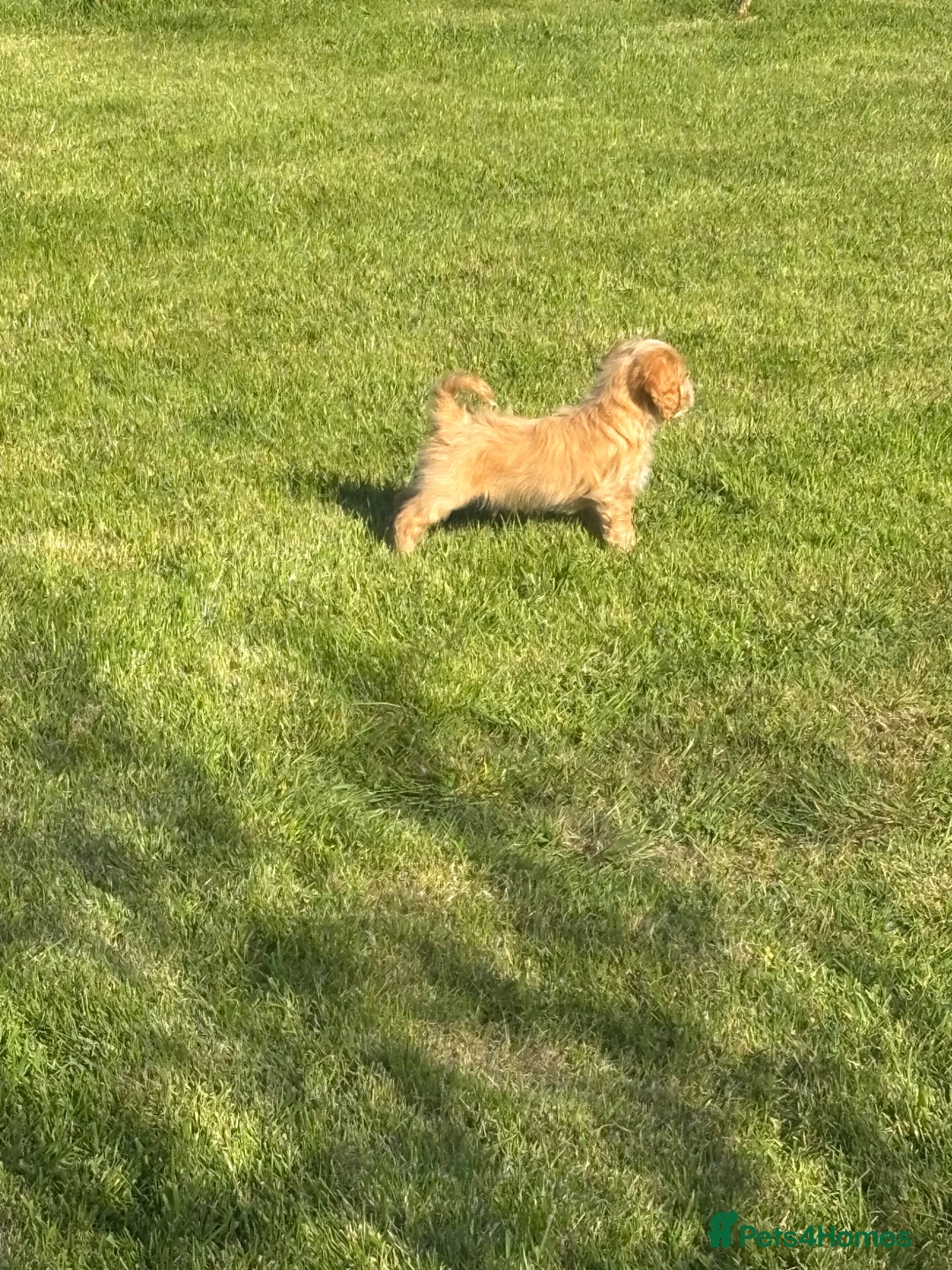 Cockapoo dogs for sale: 1 Beautiful F1 cockapoo boy for sale - Advert 2