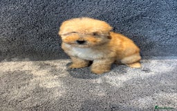 Toy Poodle dogs for sale: 2 beautiful toy poodle girls READY SOON  - Advert 13