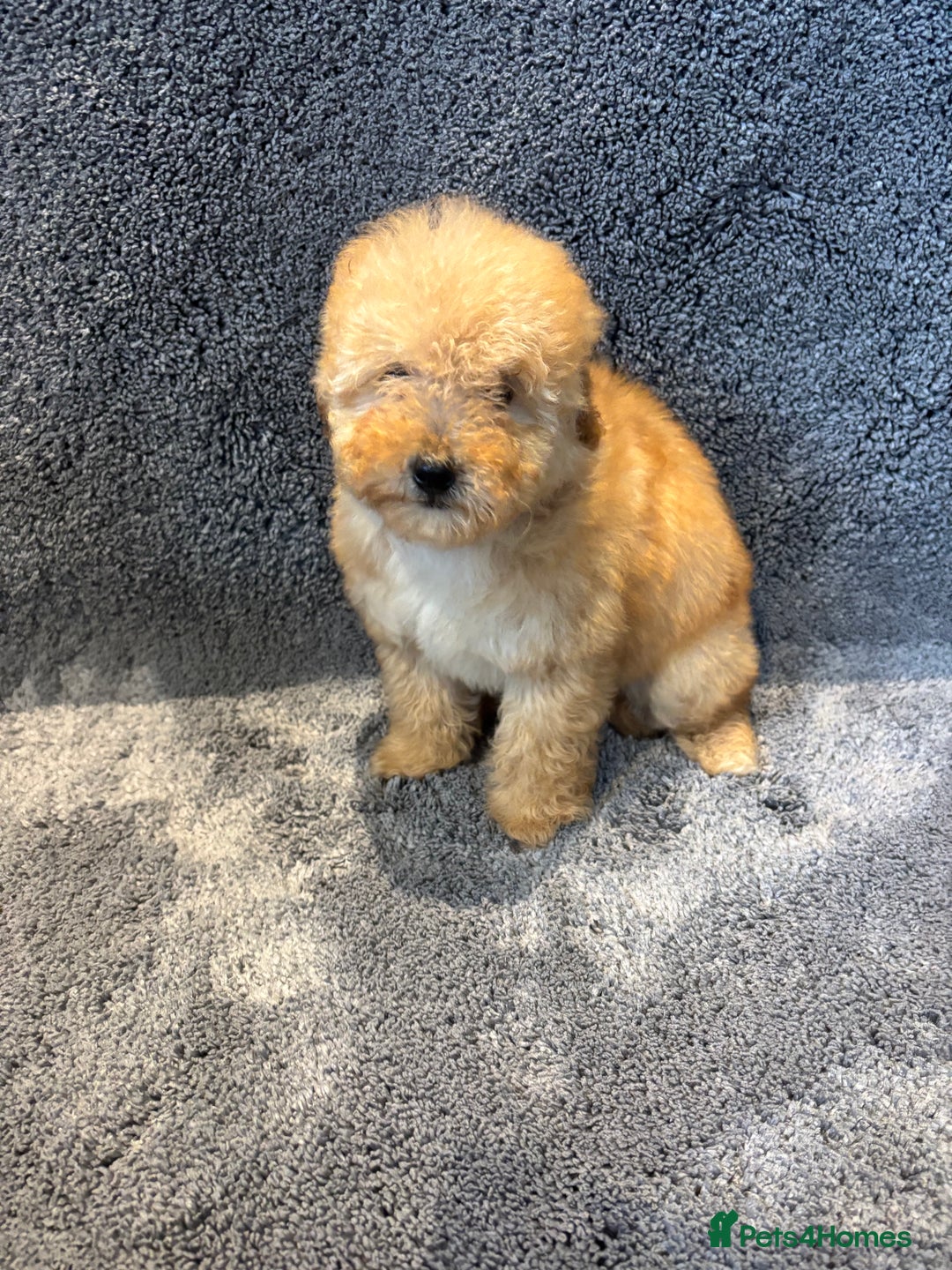Toy Poodle dogs for sale: 2 beautiful toy poodle girls READY SOON  - Advert 13