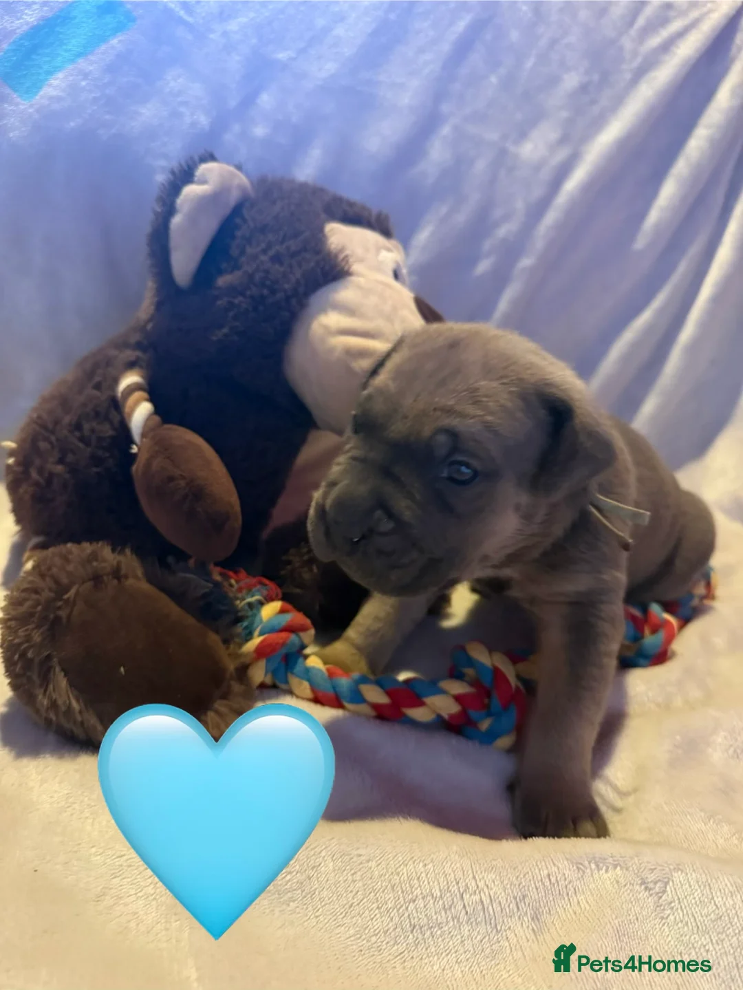 Cane Corso dogs for sale: Cane corso puppies ICCF registered  - Advert 25