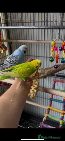 Budgerigars birds - Advert 9