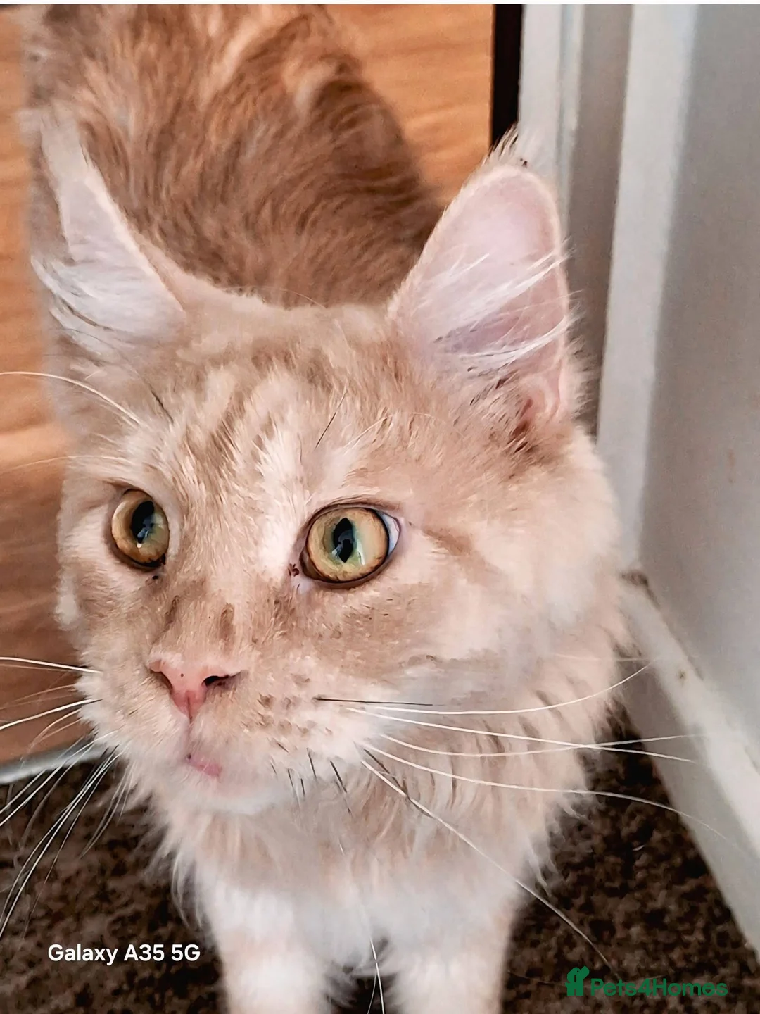 Maine Coon cats for sale: Cream Minecoon  in Bristol - Advert 5
