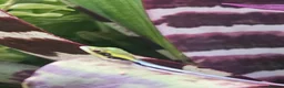 Gecko reptiles for sale: Neon day gecko  in Stoke-on-Trent - Advert 1