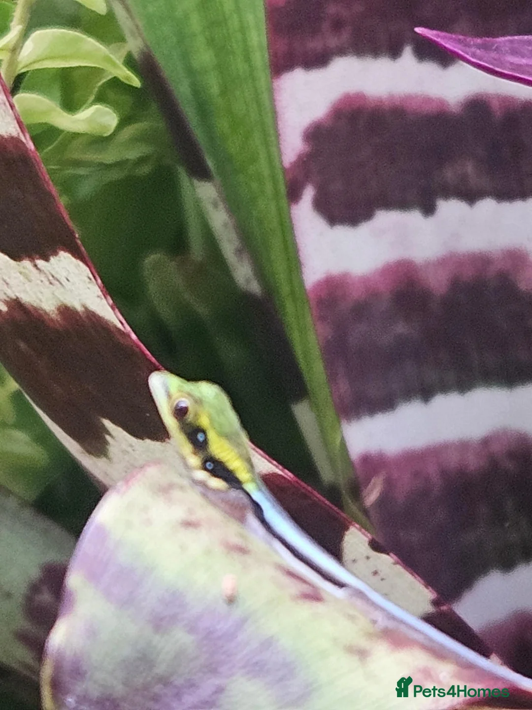 Gecko reptiles for sale: Neon day gecko  in Stoke-on-Trent - Advert 1