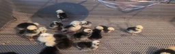 Chickens poultry for sale: Cuckoo and Black Polish chicks and fertile eggs!  - Advert 2