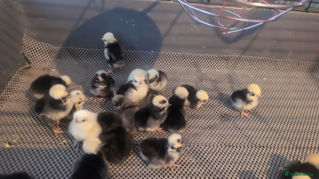 Chickens poultry for sale: Cuckoo and Black Polish chicks and fertile eggs!  - Advert 2