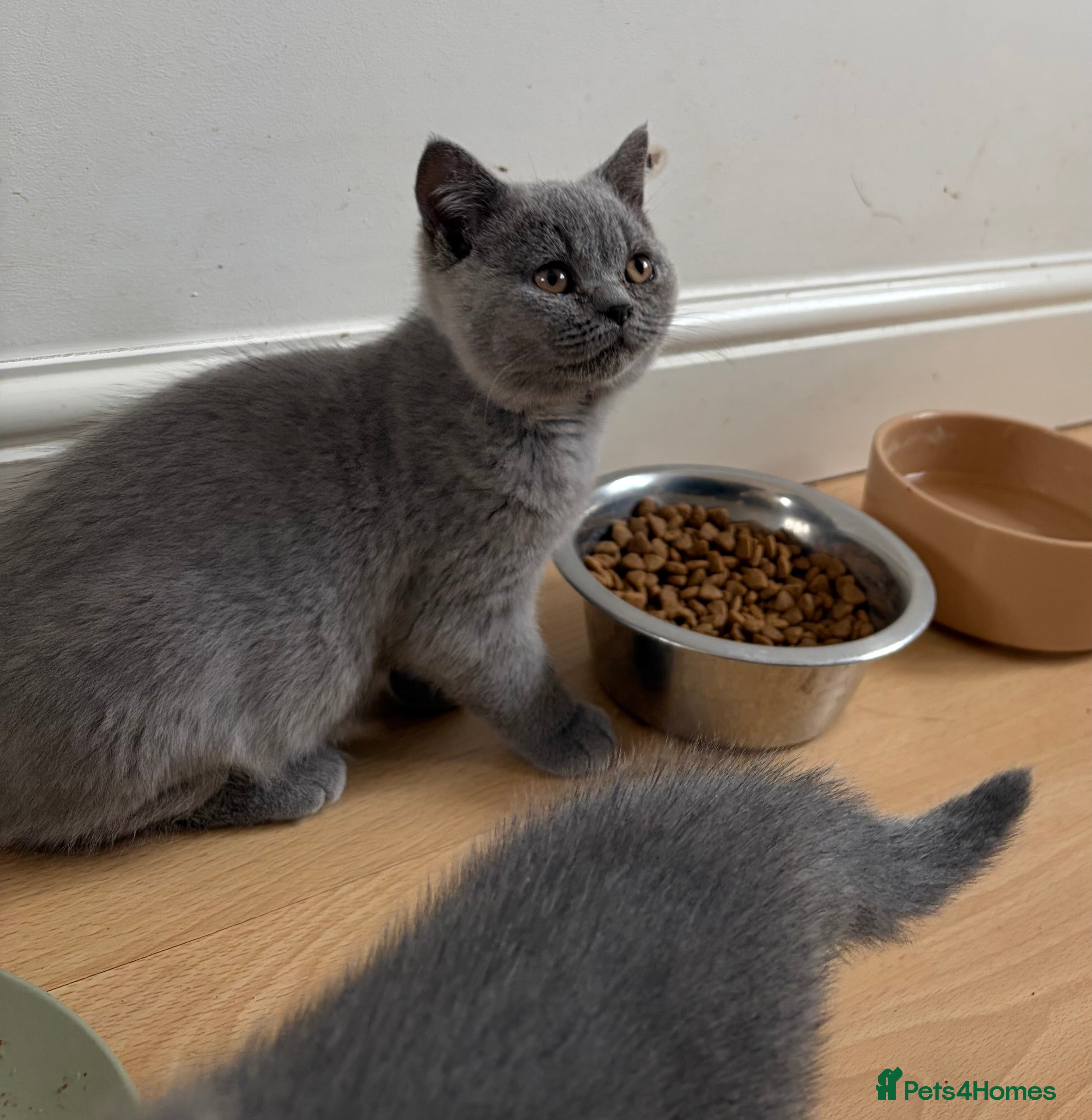 British Shorthair cats Beautiful Blue British Shorthair kittens ready now - Advert 2