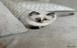 Ragdoll cats for sale: Beautifully marked tortie ragdoll kitten - Image 3