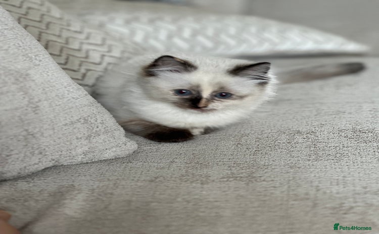 Ragdoll cats - Advert 1