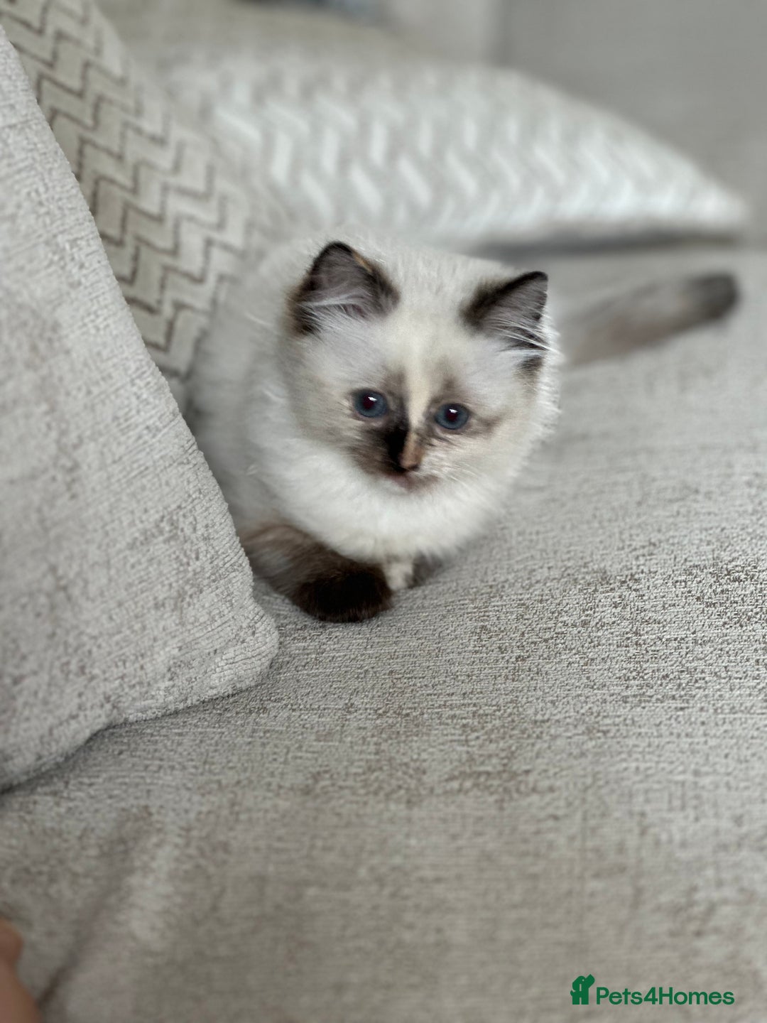 Ragdoll cats for sale: Beautifully marked tortie ragdoll kitten - Image 3