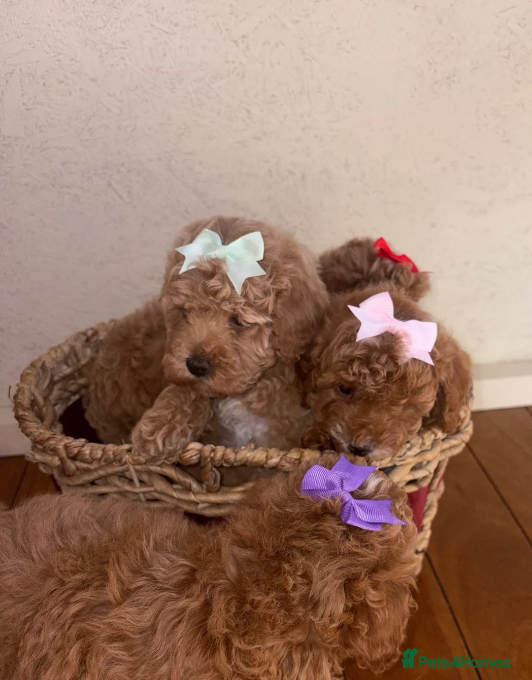 Maltipoo dogs for sale: Stunning Red Girl Maltipoos 🐶  - Advert 2