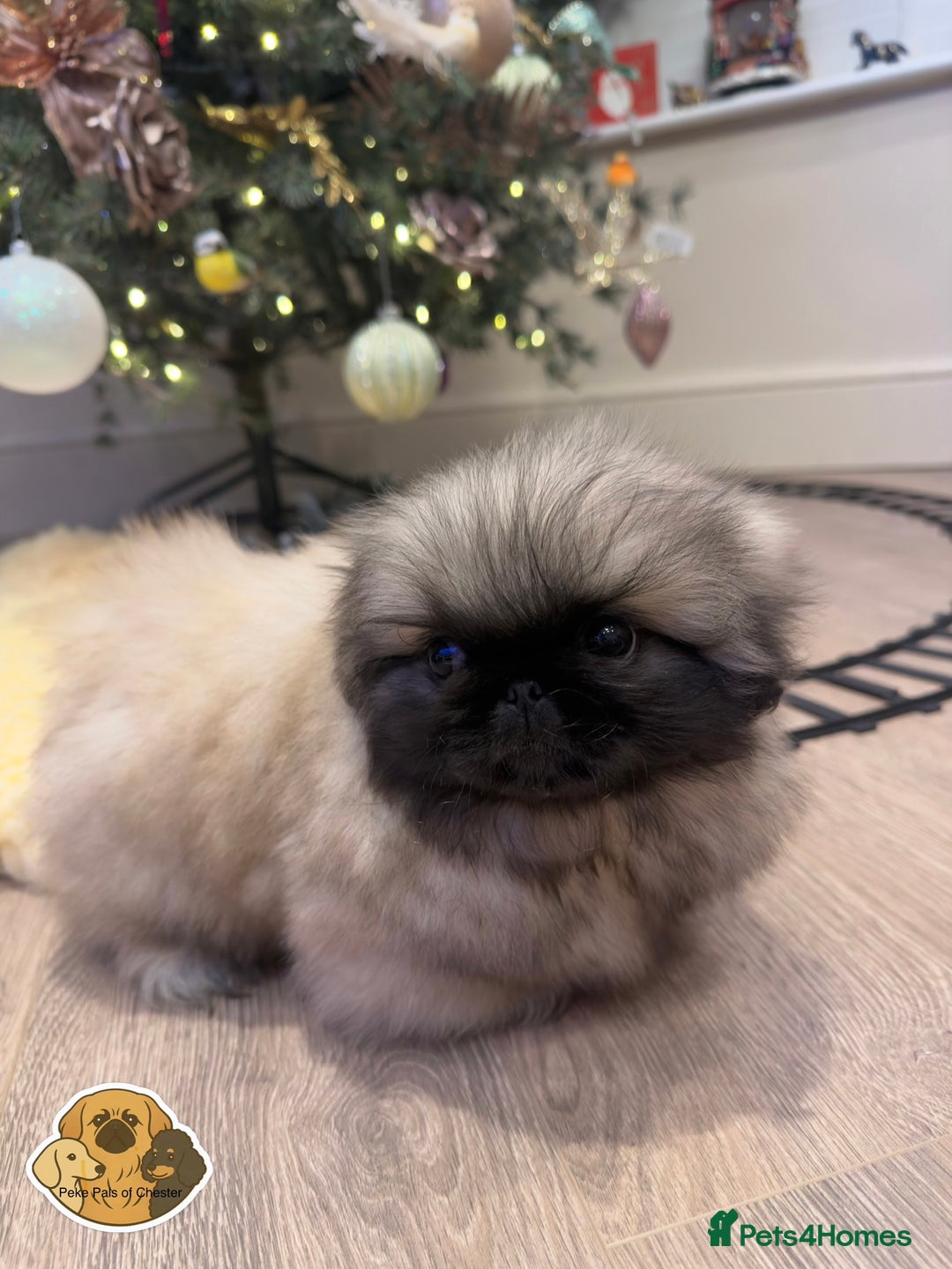 Pekingese dogs for sale: 👑True KC Peke Pups👑 - Advert 9