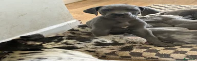  Puppy 6
