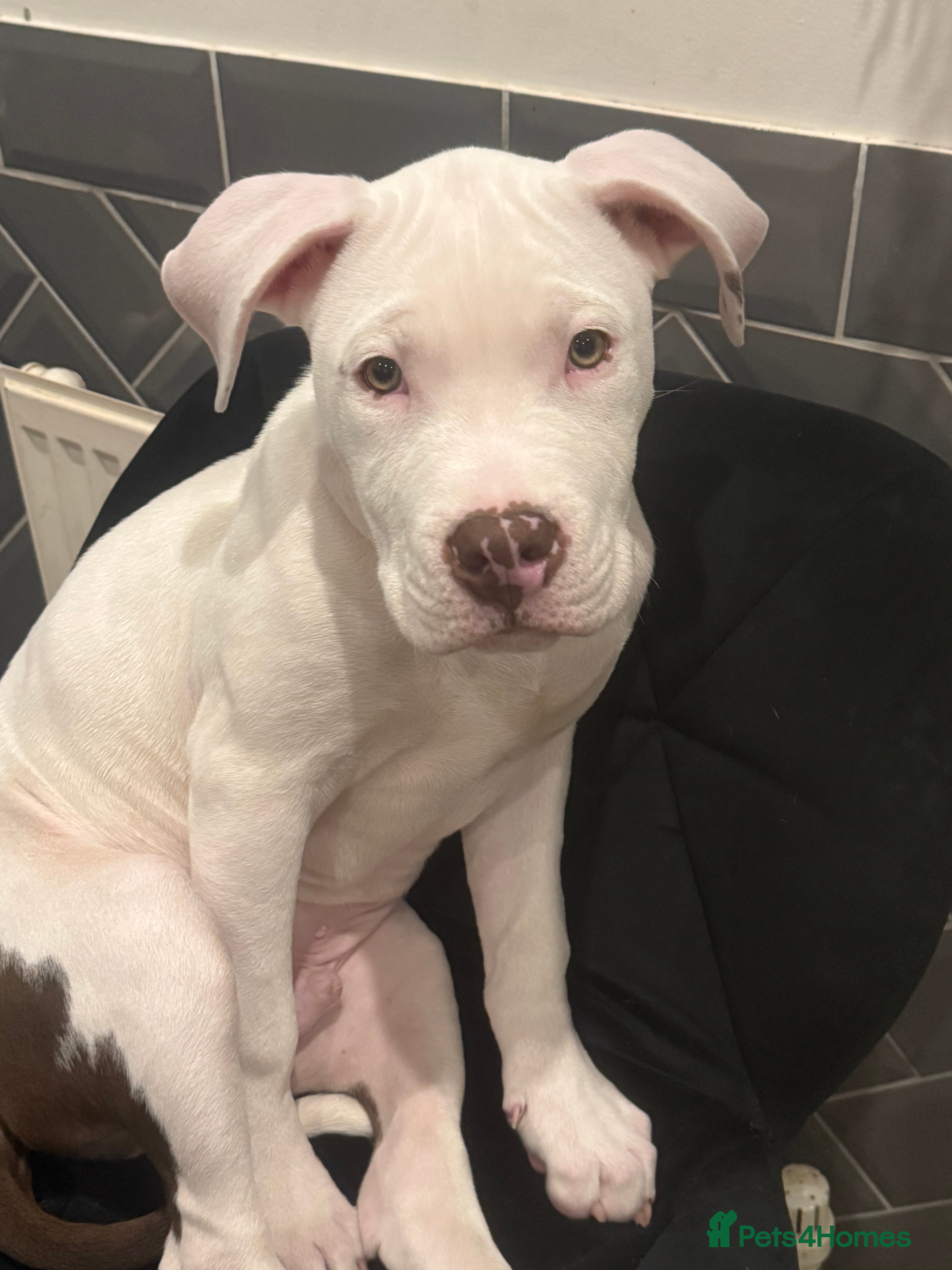 Mixed Breed dogs American bulldog x Staffordshire bull terrier  - Advert 2