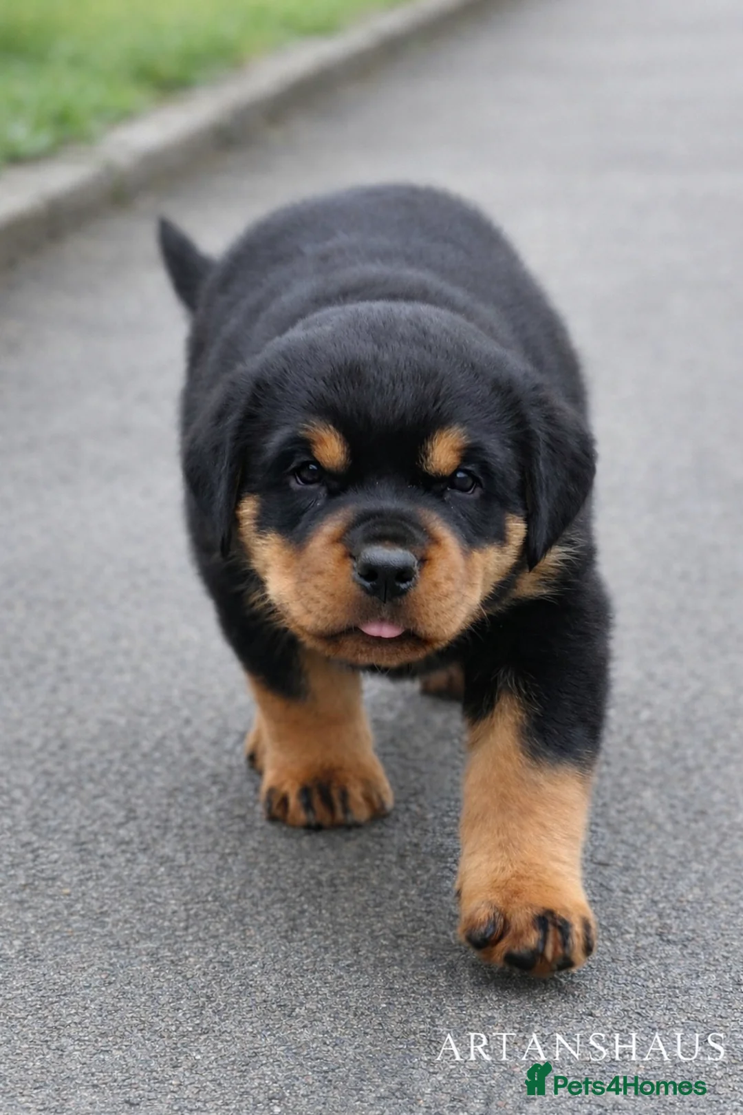 Rottweiler dogs for sale: finall litter 2 Female Rottweiler puppies  - Advert 2