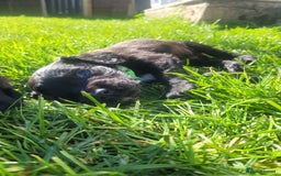 Sprocker dogs for sale: F1 sprockers 4 boys 3 girls - Image 4