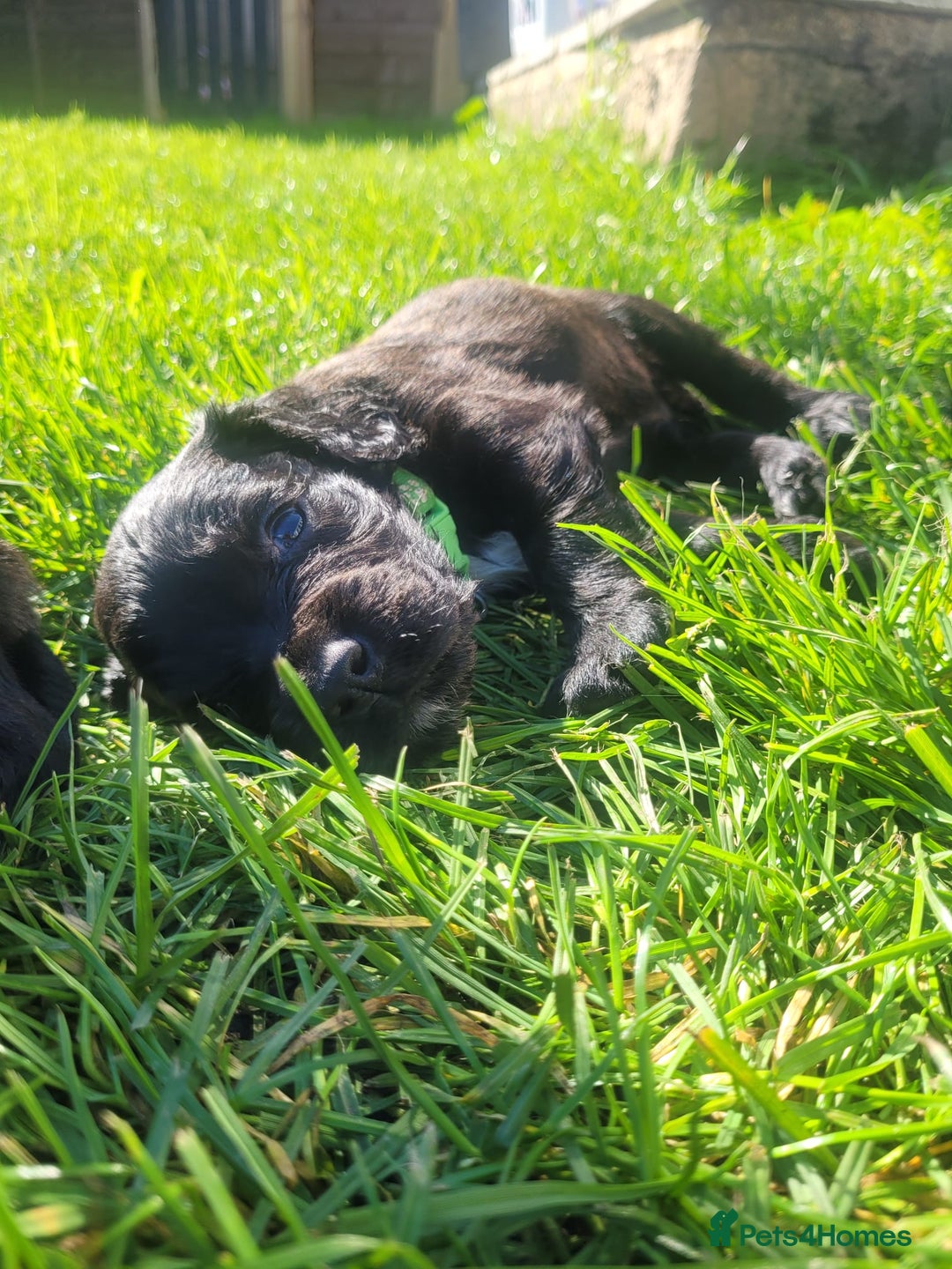 Sprocker dogs for sale: F1 sprockers 4 boys 3 girls - Image 4