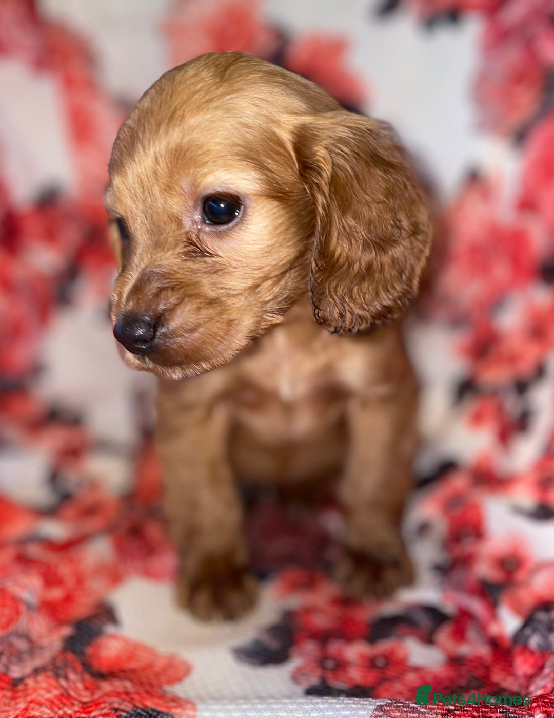 Cocker Spaniel dogs for sale: Beautiful golden puppies ready to leave now! - Advert 4