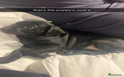 Labrador Retriever dogs for sale: last beautiful girl - Image 2