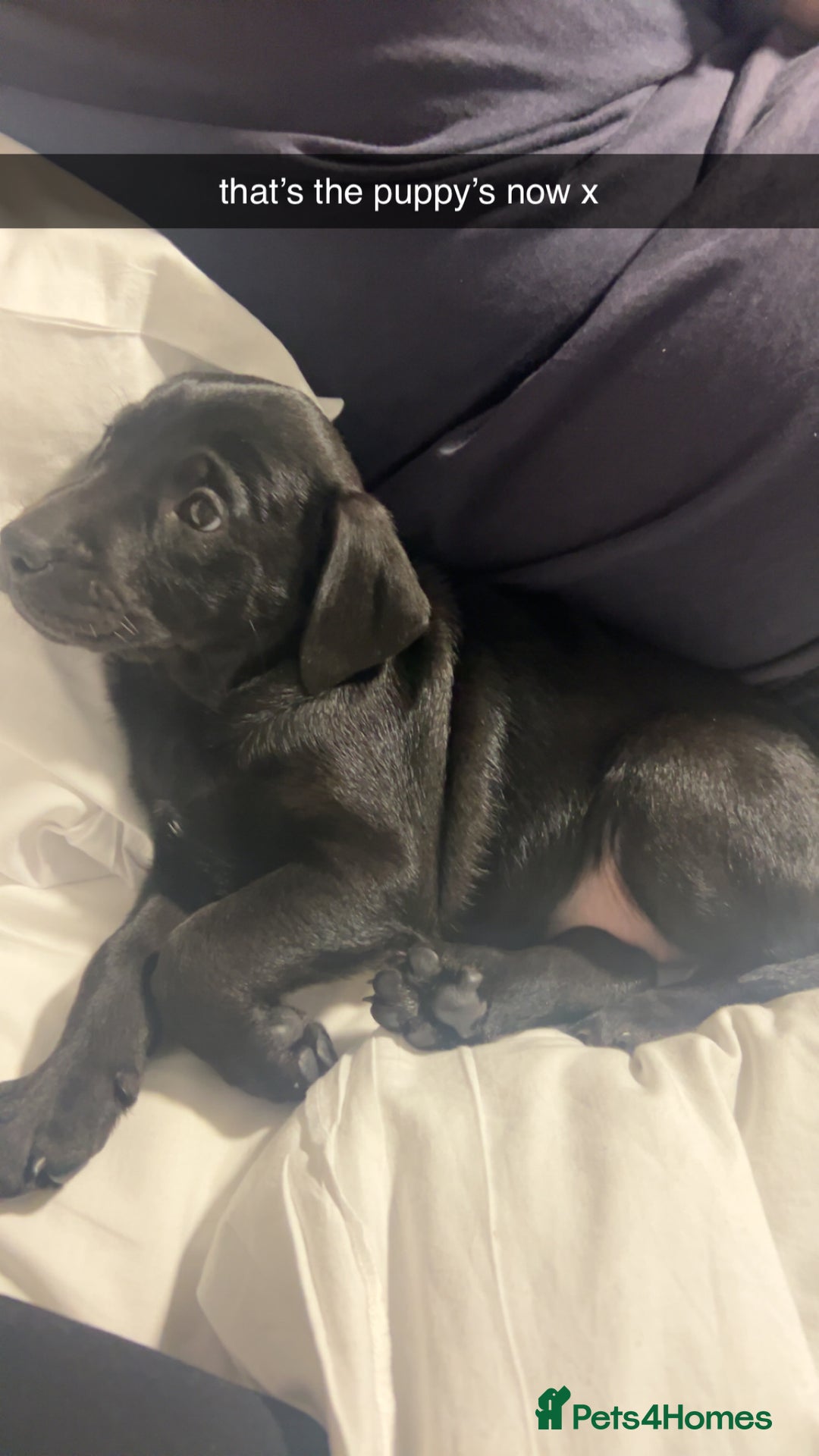 Labrador Retriever dogs for sale: last beautiful girl - Image 2