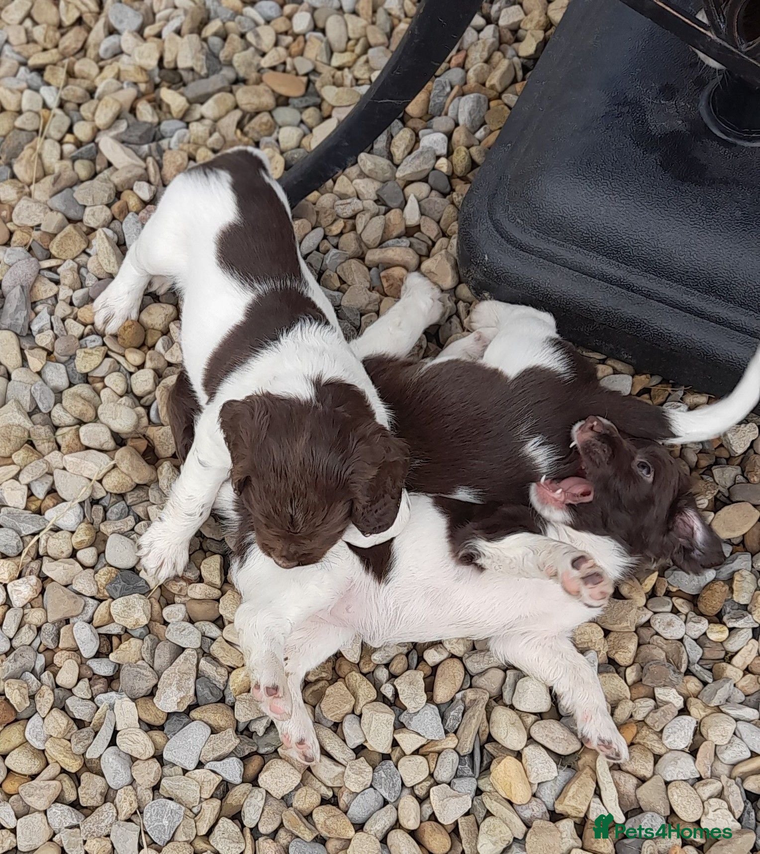 English Springer Spaniel dogs Gorgeous English Springer Spaniels Puppies - Advert 2