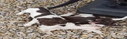 English Springer Spaniel dogs for sale: Gorgeous English Springer Spaniels Puppies - Advert 8