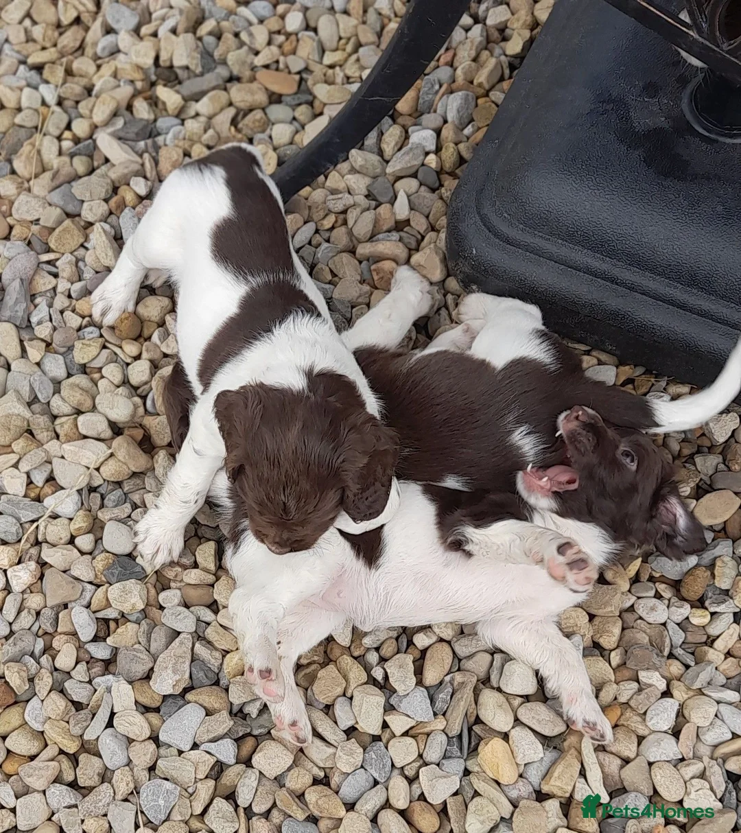 English Springer Spaniel dogs for sale: Gorgeous English Springer Spaniels Puppies - Advert 8