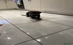 Cane Corso dogs for sale: Came Corao Pup - Image 4