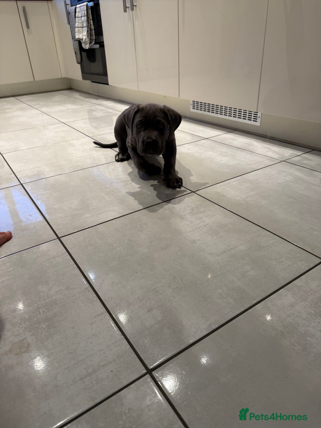 Cane Corso dogs for sale: Came Corao Pup - Image 4