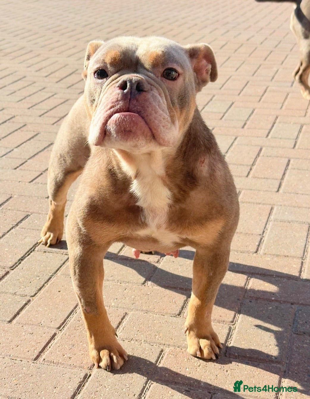 Old Tyme Bulldog dogs Adult female  - Advert 12