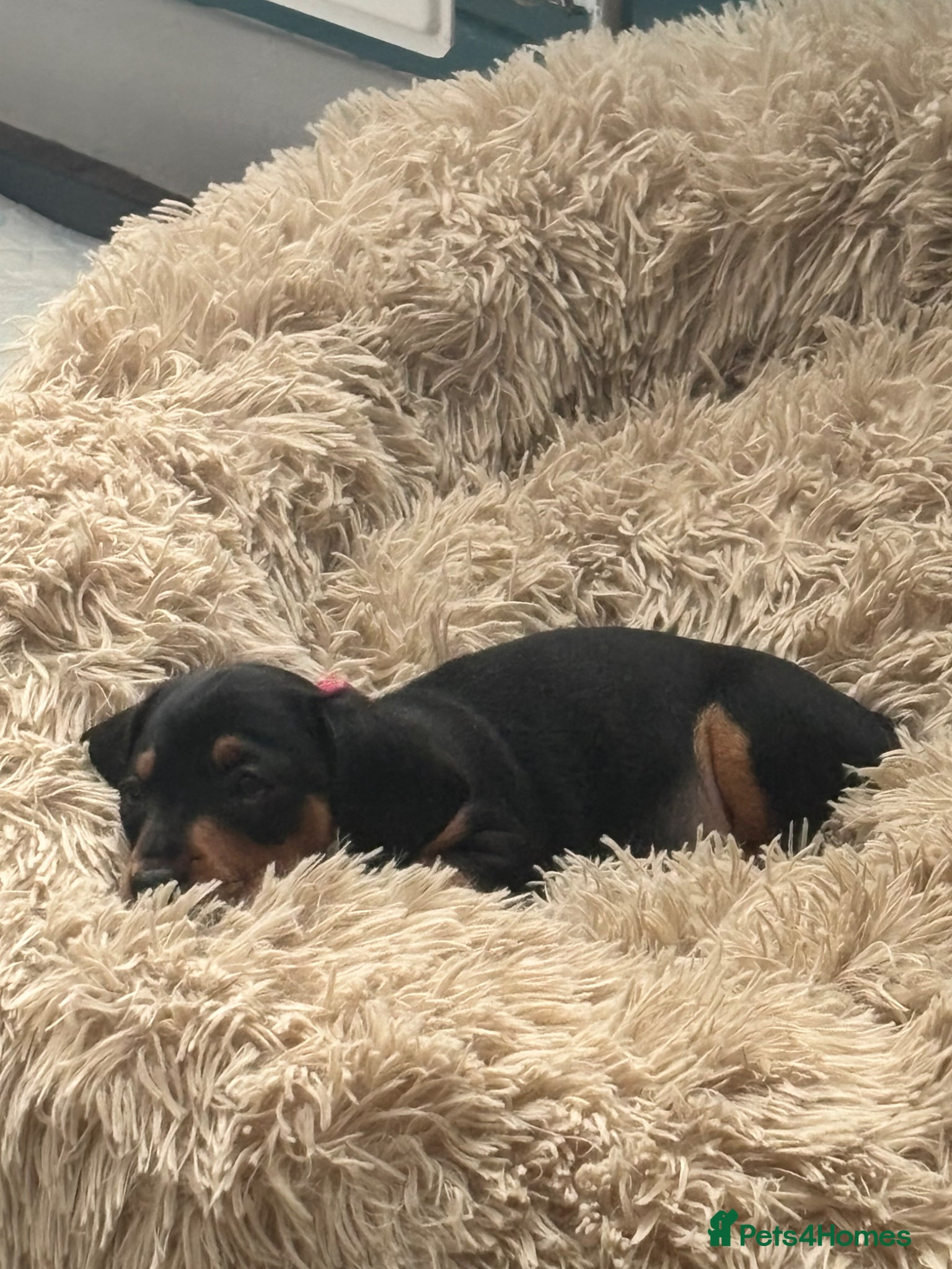 Dachshund dogs 12 week old Puppy dachshund  - Advert 9