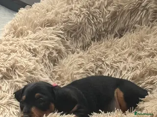 Dachshund dogs 12 week old Puppy dachshund - Advert 9