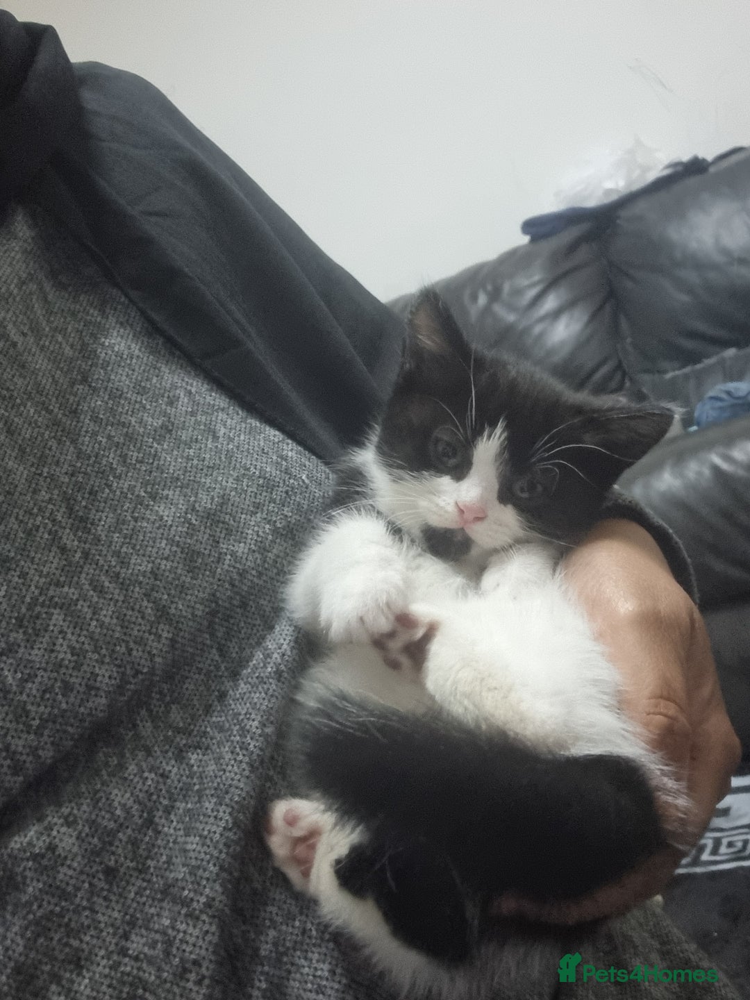 Mixed Breed cats for sale: Beautiful Littter of 4 kittens - Image 2