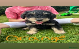 Mixed Breed dogs for sale: Schnoodle Puppies - Image 22