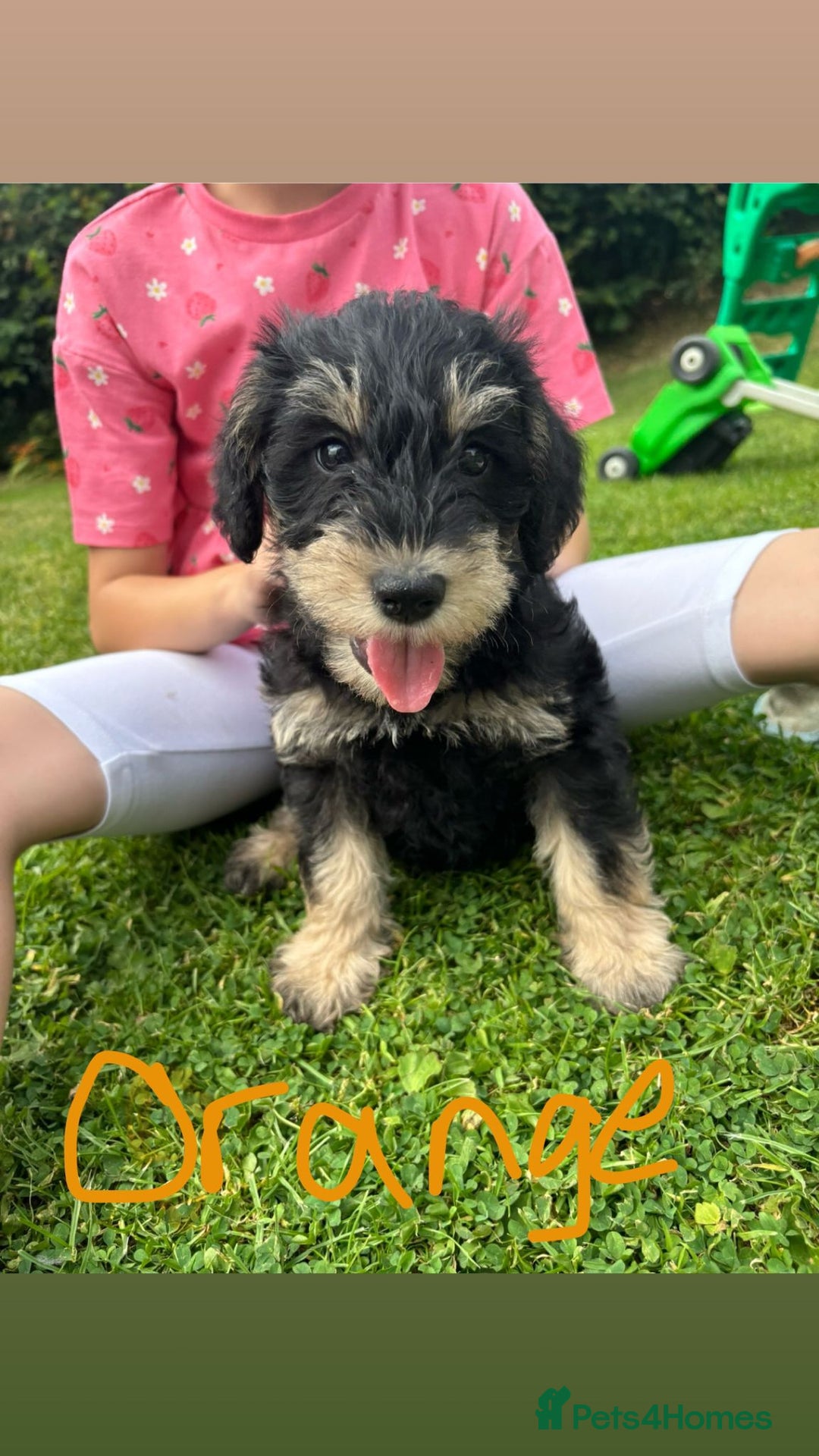 Mixed Breed dogs for sale: Schnoodle Puppies - Image 22