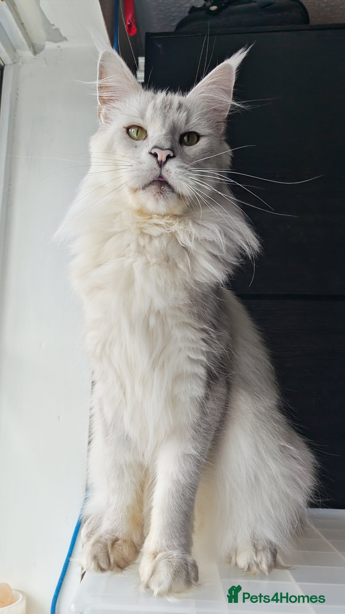 Maine Coon cats Maine Coon Boy Chinchilla looking forever home  - Advert 3