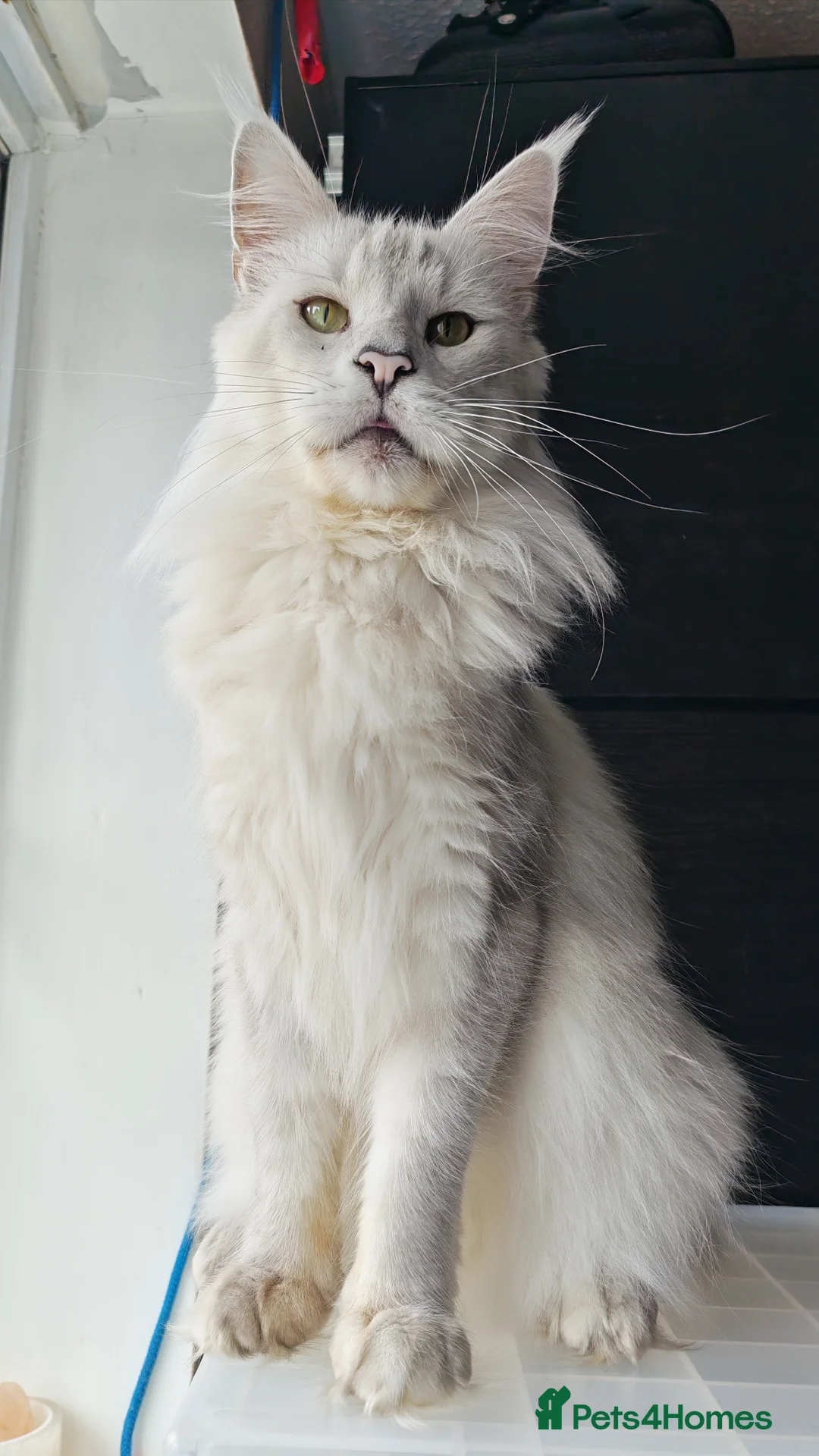 Maine Coon cats for sale: Maine Coon Boy Chinchilla looking forever home  in Castleford - Advert 1