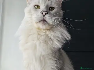 Maine Coon cats Maine Coon Boy Chinchilla looking forever home - Advert 3