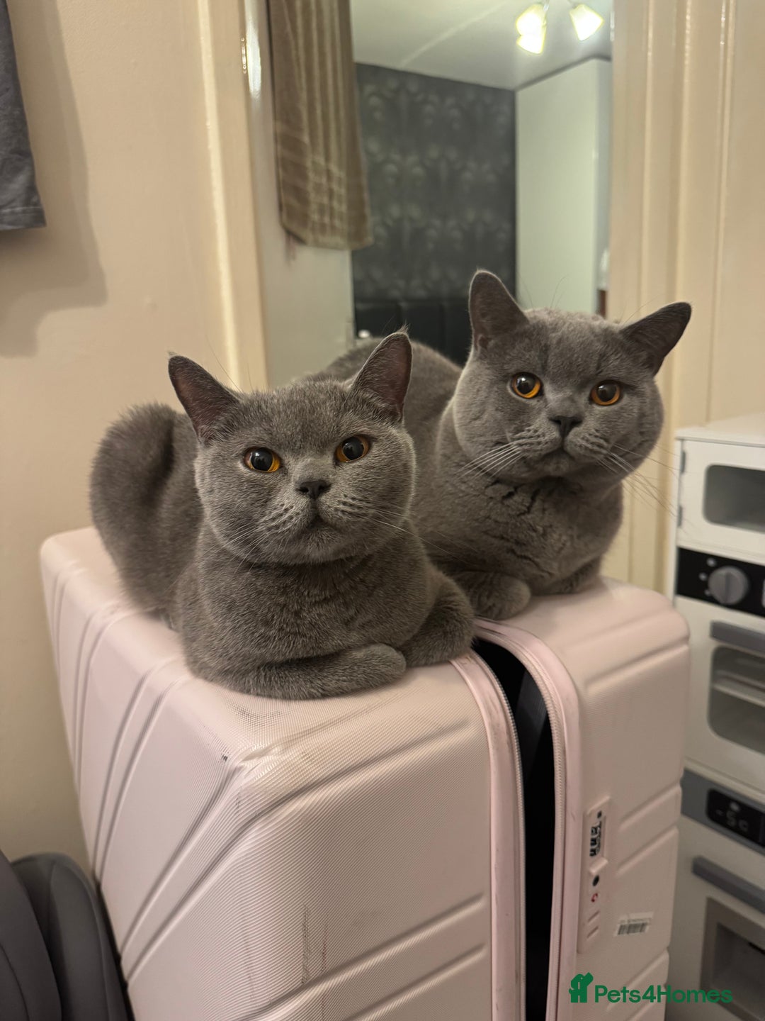 British Shorthair cats for sale: 3 Blue & 2 Lilac BSH Kittens - Advert 3