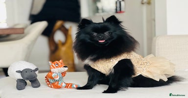Pomeranian dogs - Advert 15