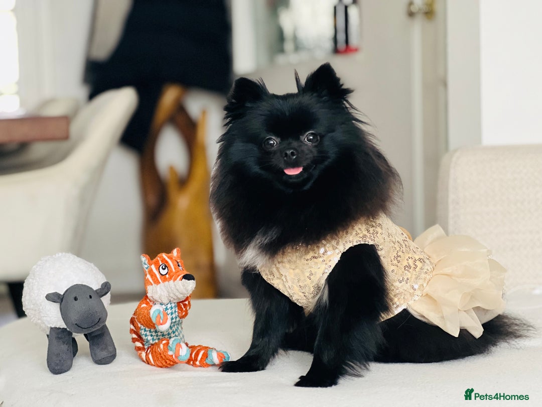 Pomeranian dogs for sale: Female Pomeranian - Image 2