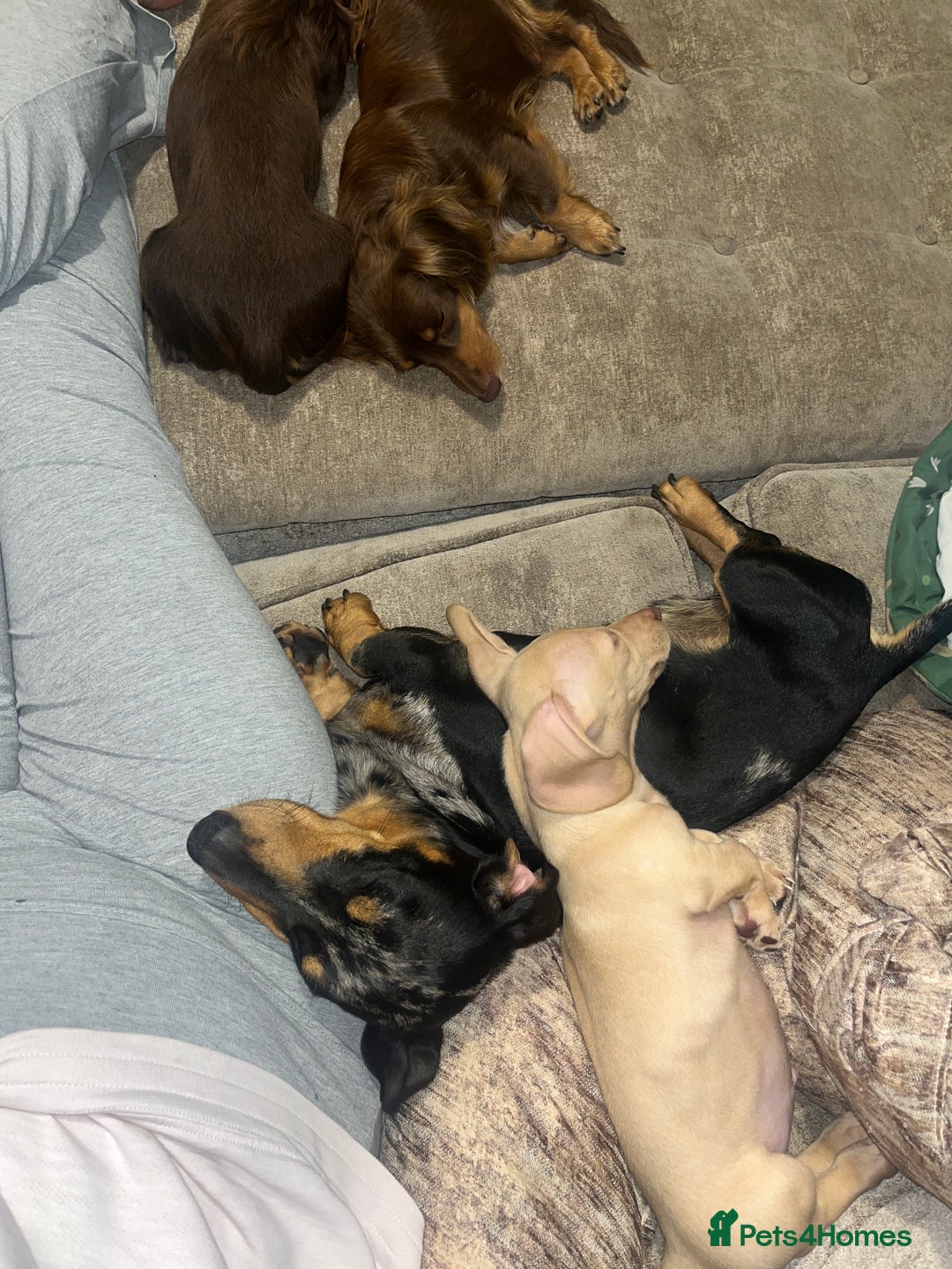 Dachshund dogs for sale: Miniature smooth haired cream dachshund puppy male - Image 6