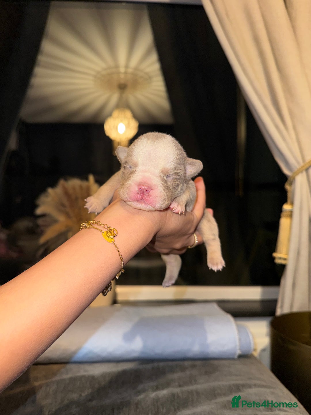 English Bulldog dogs for sale: English lilac bulldogs  - Advert 10