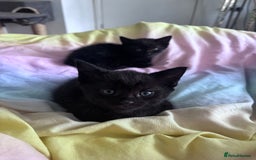 Mixed Breed cats for sale: Mixed breed Bengal kittens - Image 3