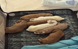 Mixed Breed dogs for sale: Cavapoo X Shihpoo puppies for sale - Image 14