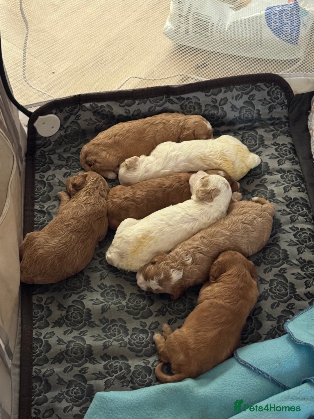 Mixed Breed dogs for sale: Cavapoo X Shihpoo puppies for sale - Image 14
